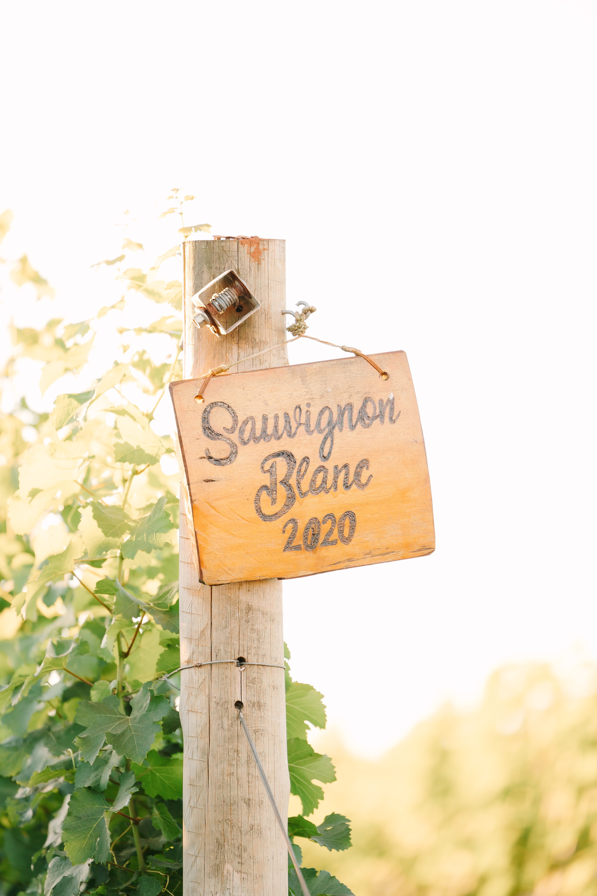 Ensaio de casal na Vinícola Casa Vitor, próximo a Brasília. Fotos da Marcella e do Henrique entre vinhedos, com luz natural e clima romântico. Fotografia de casal com estilo autoral, leve e espontâneo, em cenário elegante e diferente do tradicional.