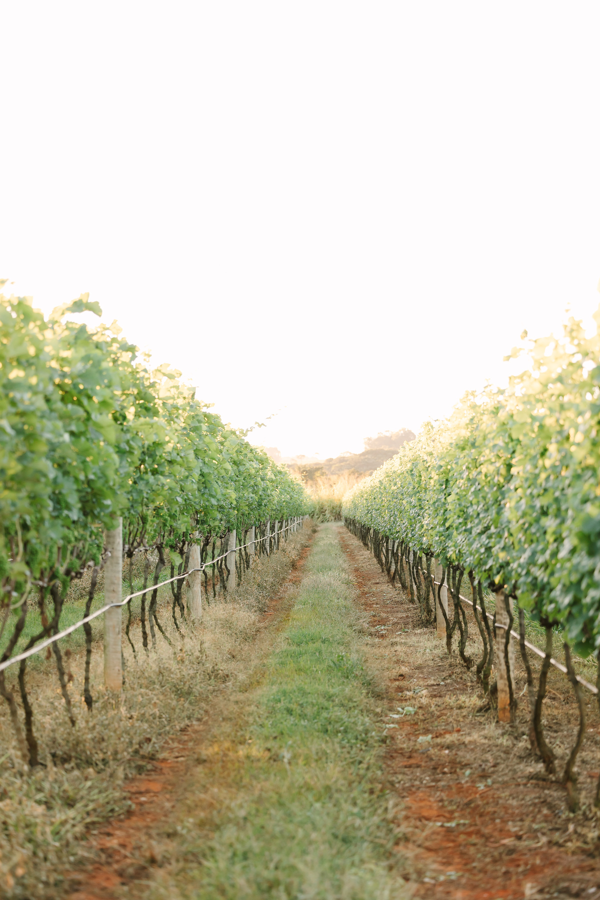 Ensaio de casal na Vinícola Casa Vitor, próximo a Brasília. Fotos da Marcella e do Henrique entre vinhedos, com luz natural e clima romântico. Fotografia de casal com estilo autoral, leve e espontâneo, em cenário elegante e diferente do tradicional.