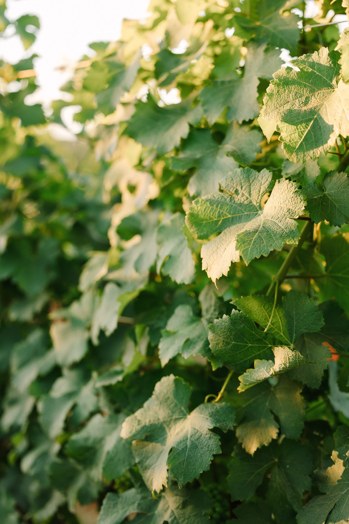 Ensaio de casal na Vinícola Casa Vitor, próximo a Brasília. Fotos da Marcella e do Henrique entre vinhedos, com luz natural e clima romântico. Fotografia de casal com estilo autoral, leve e espontâneo, em cenário elegante e diferente do tradicional.