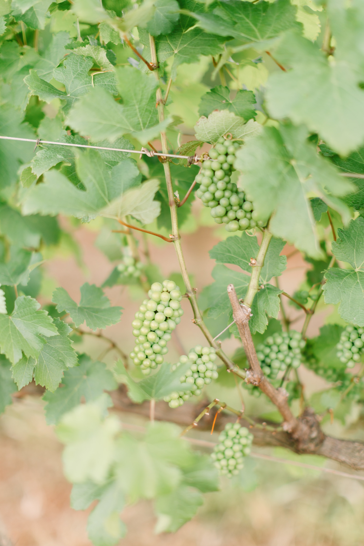 Ensaio de casal na Vinícola Casa Vitor, próximo a Brasília. Fotos da Marcella e do Henrique entre vinhedos, com luz natural e clima romântico. Fotografia de casal com estilo autoral, leve e espontâneo, em cenário elegante e diferente do tradicional.