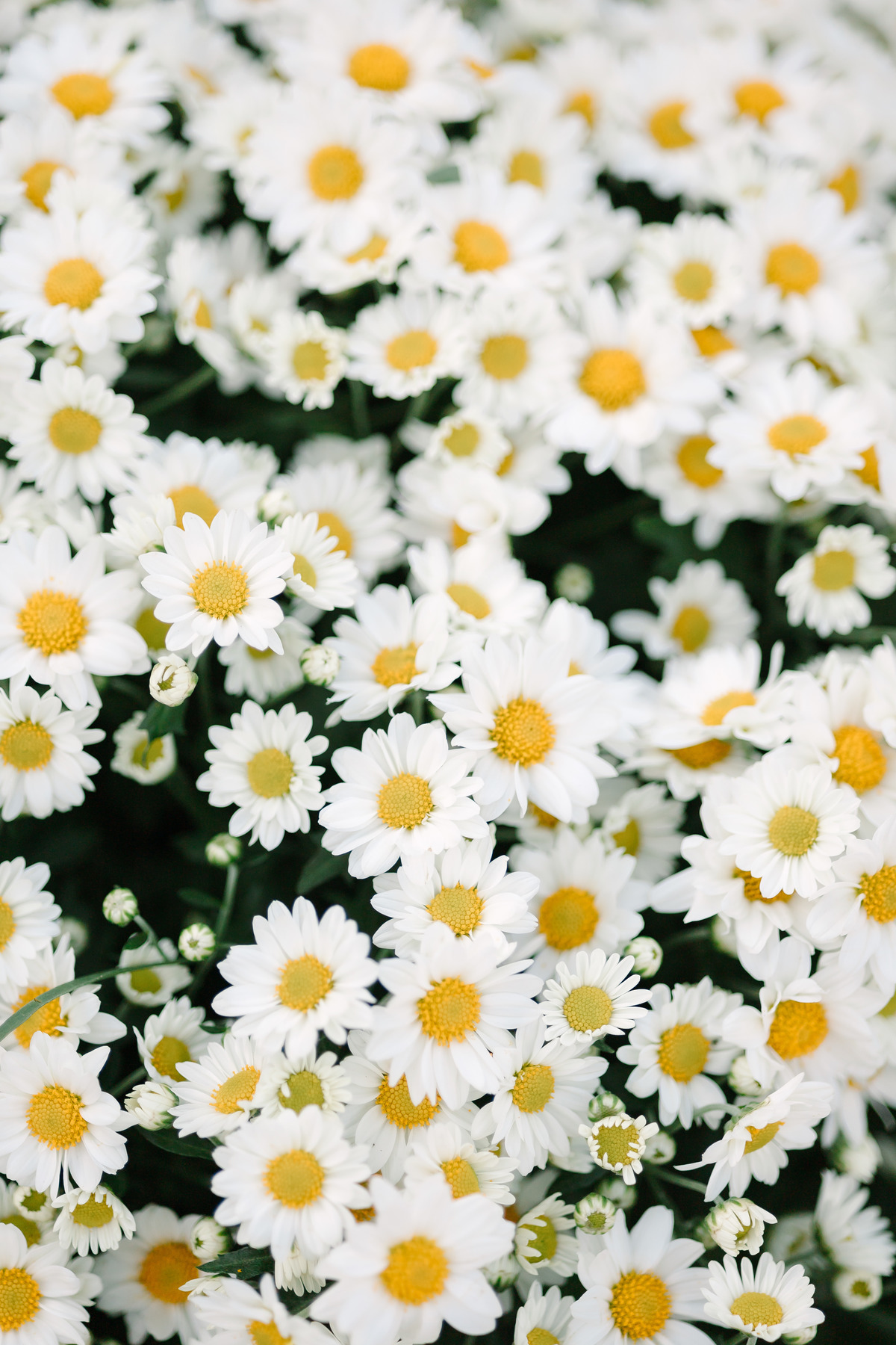 Casamento da Flávia e do Gabriel no Villa Bé, Brasília DF. Vestido Pérola Noivas, decoração Taylla Bastos, penteado Andrezza Penteados e make Letícia Monteiro. Cerimônia ao pôr do sol com atmosfera romântica e elegante.