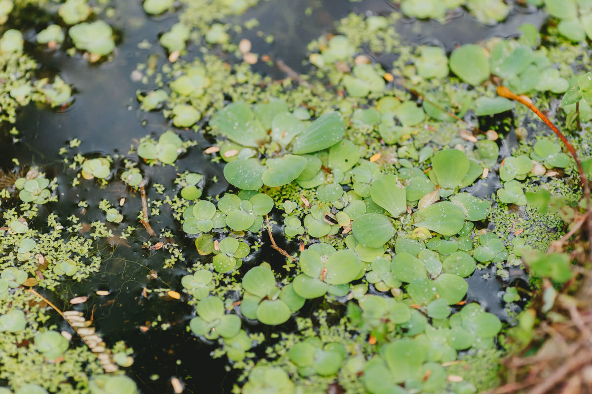 Fotos jornalísticas em casamento no Patú Anú Park Way Brasília Df