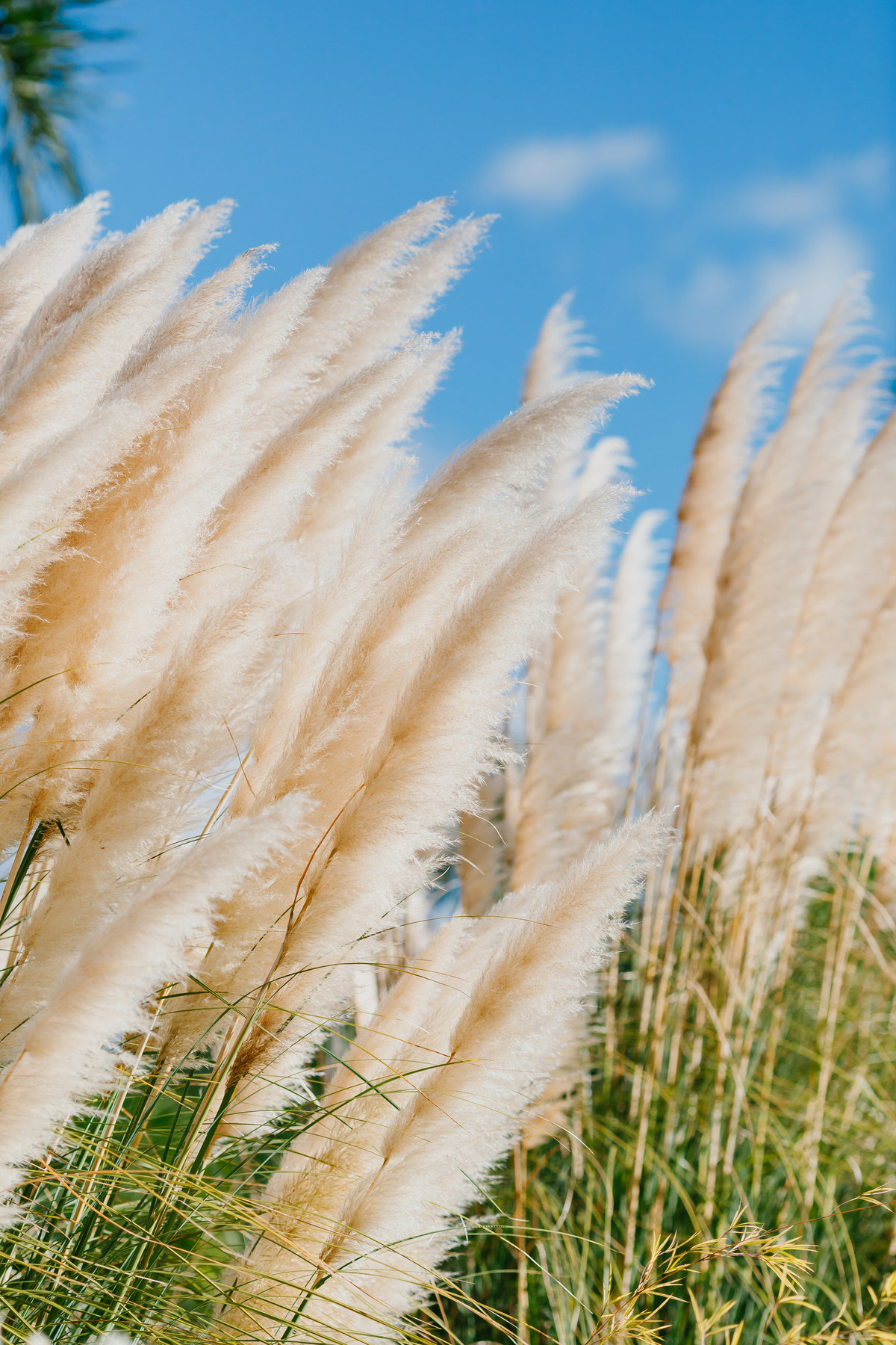 Decoração rústico chique em festa de casamento no Salão no Espaço da Lenda Brasília Df Por Karin Von Glehn