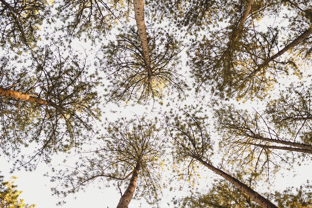 Ensaio de Gestante em Brasília, Fotografo de Casamento Brasília Df, Fotografo de Ensaio Brasília, Fotografo de Família, Fotografo Profissional, Inspiração fotos Grávida, Ensaio no Parque da Cidade Df.