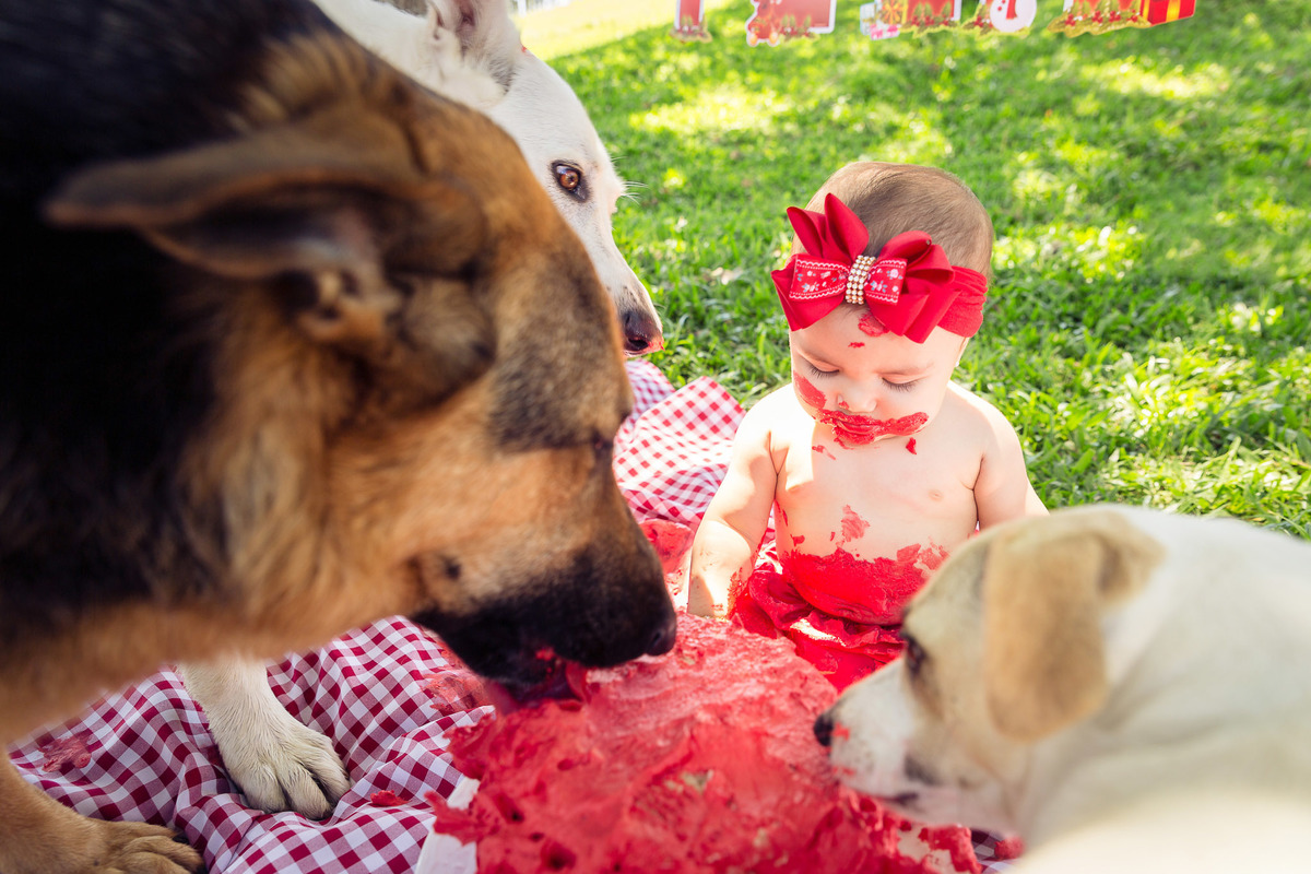 Cachorros comendo bolo. Fotografia de Eduardo Pasqualini, fotógrafo de ensaios e família em Rio do Sul, Santa Catarina.