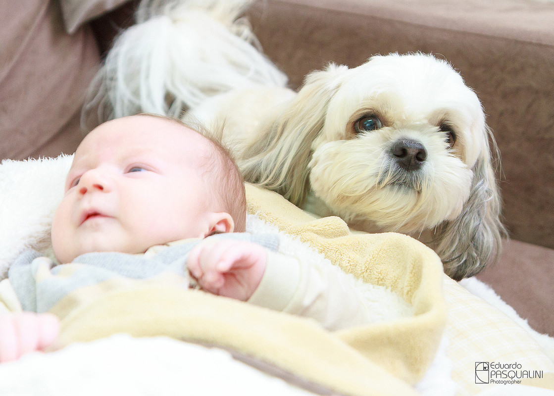 Cachorrinho de bebe. Fotografia de Eduardo Pasqualini, fotógrafo de casamentos e ensaios em Rio do Sul, Santa Catarina.