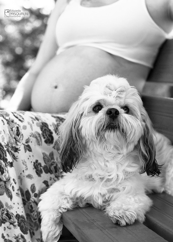 Cachorrinho pet lhasa apso. Fotografia de Eduardo Pasqualini, fotógrafo de casamentos e ensaios em Rio do Sul, Santa Catarina.