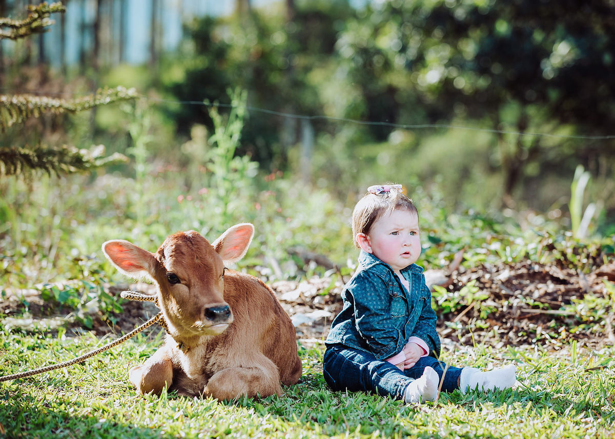 Um bezerro e uma criança. Ensaio de Família, Fotografia de Família, Fotos de Eduardo Pasqualini, fotógrafo de casamentos e ensaios em Rio do Sul, Santa Catarina.