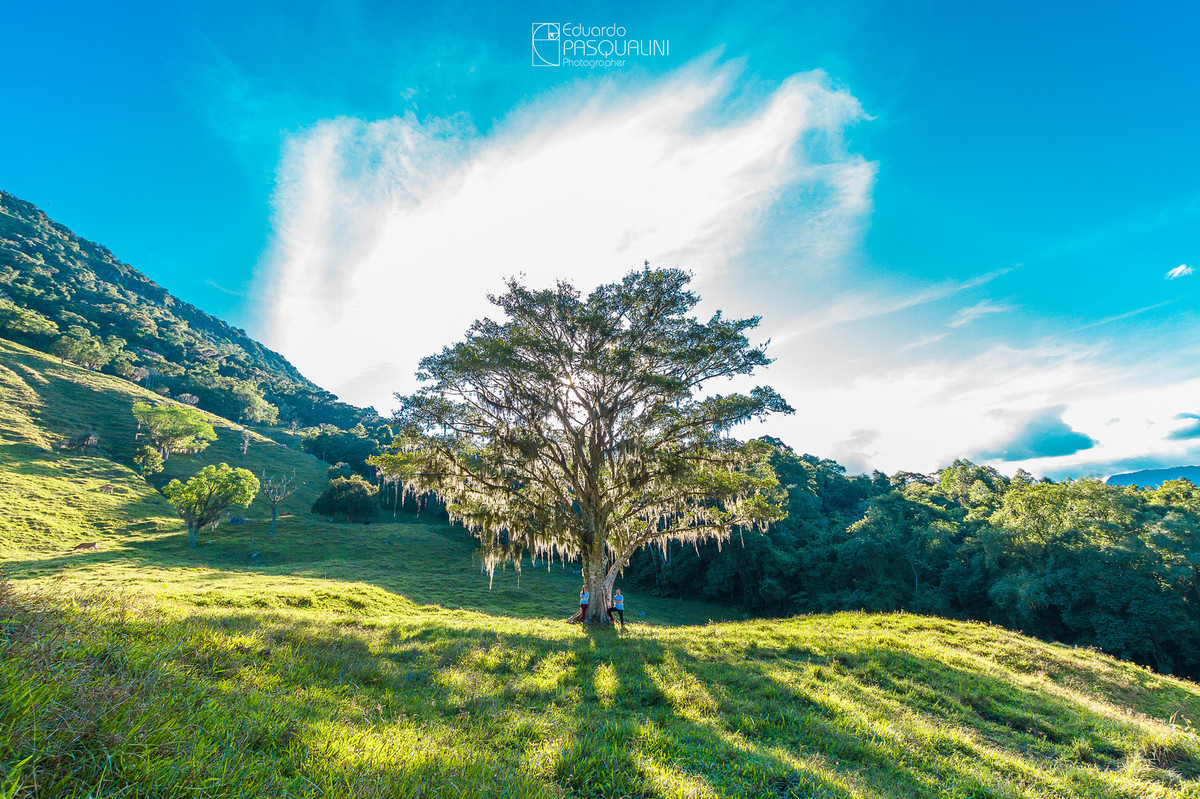 Árvore gigante em meio a natureza com casal durante pré-Wedding. Fotografia de Eduardo Pasqualini, fotógrafo de casamentos e ensaios em Rio do Sul, Santa Catarina.