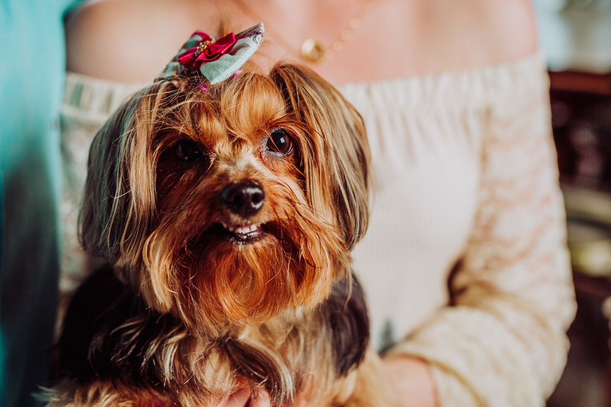 Sorriso do Yorkshire. Ensaio Pre-Casamento, Pre-Wedding Caroline e Ariel. osteria La Campagnaga, Itoupava. Fotografia de Eduardo Pasqualini, fotógrafo de casamento, família e ensaios em Rio do Sul, Santa Catarina.