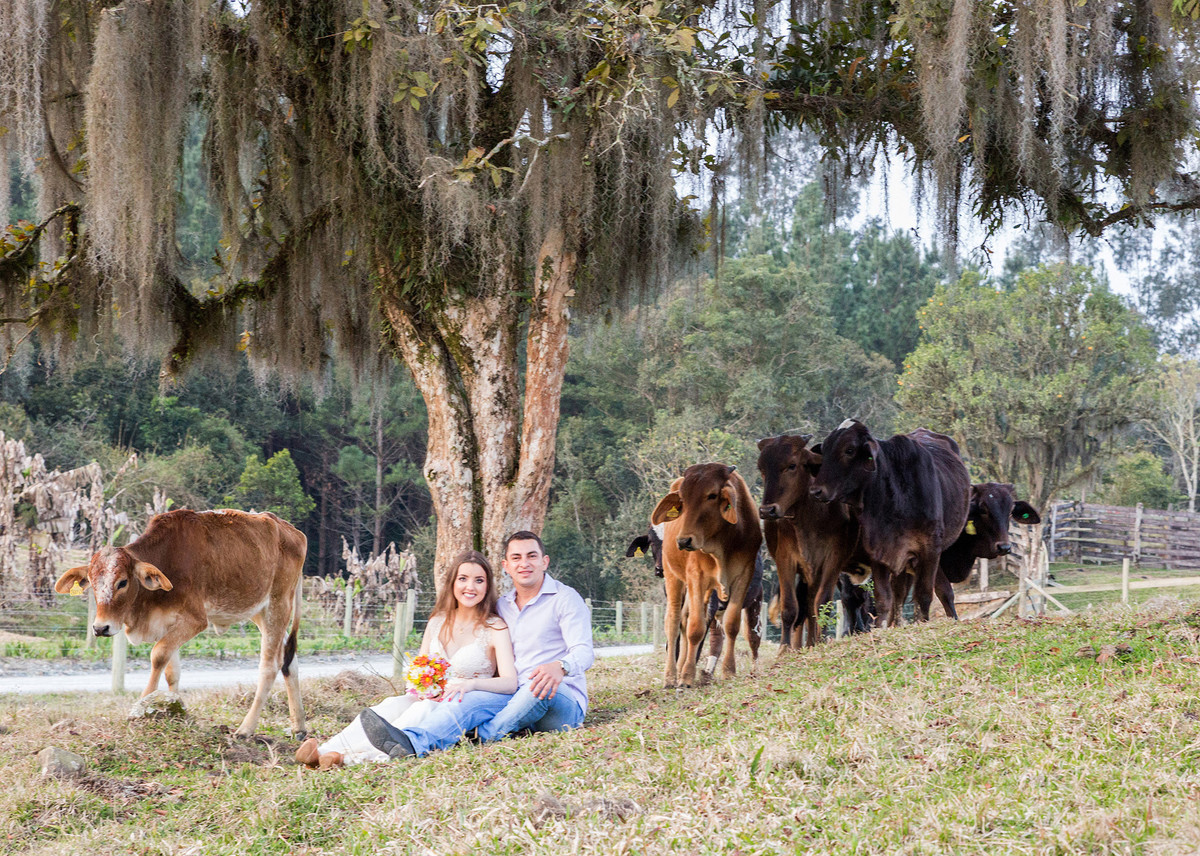 Vacas são curiosas e um casal as vezes é preocupado. Eduardo Pasqualini Fotografias - Fotógrafo profissional de ensaio e casamento em Santa Catarina, Brasil. Braço do Trombudo.