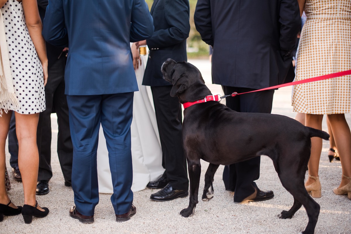 cão durante o cocktail do casamento