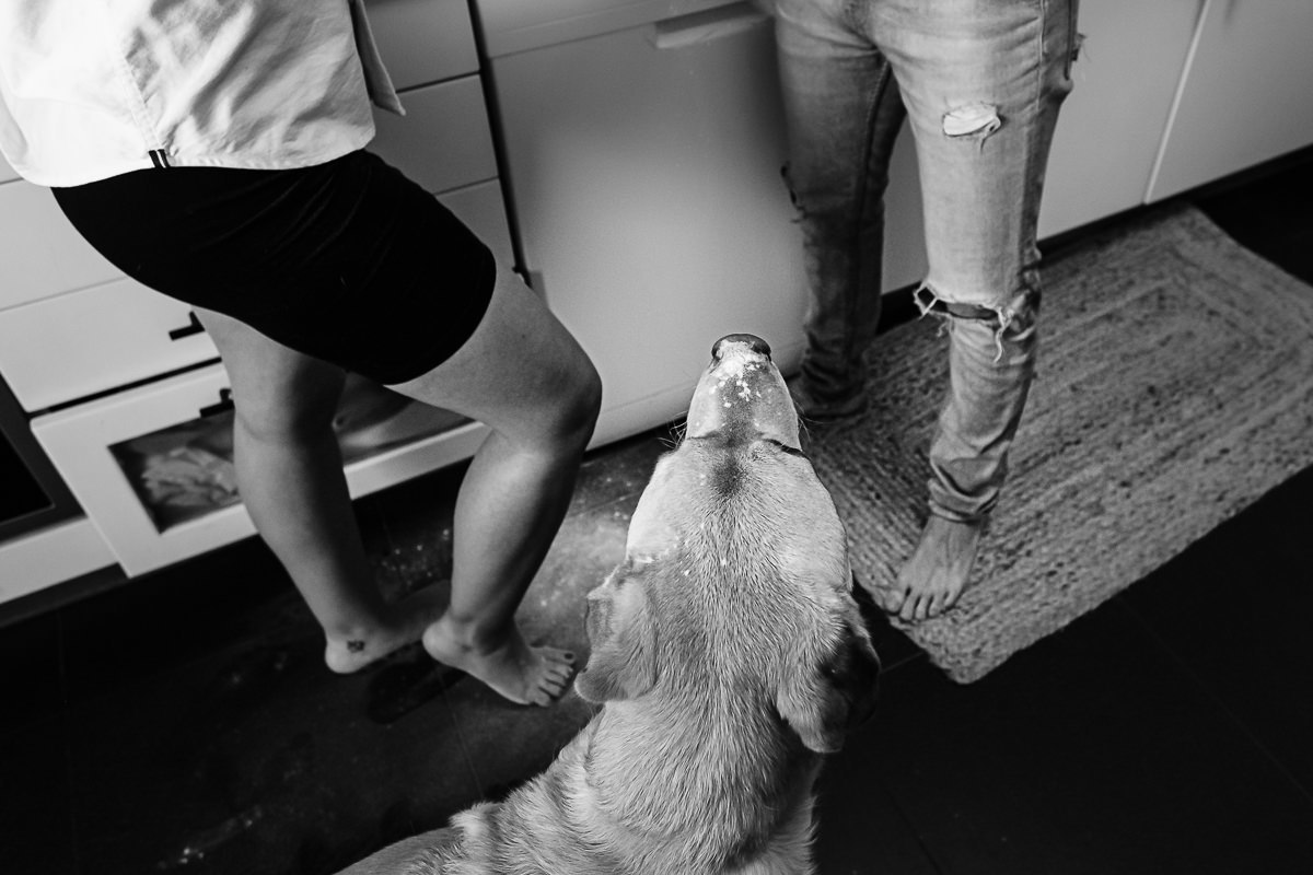 Cão a observar os Donos
