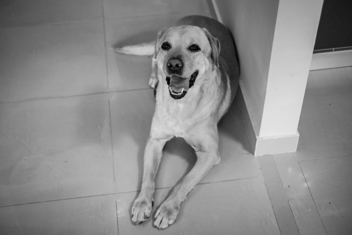 Cão Labrador