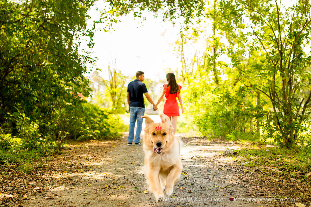 ensaio com cachorro, golden, retriever, ensaio de casal com cachorro, ensaio com golden, jardim botanico de Sao paulo, ensaio no jardim botanico