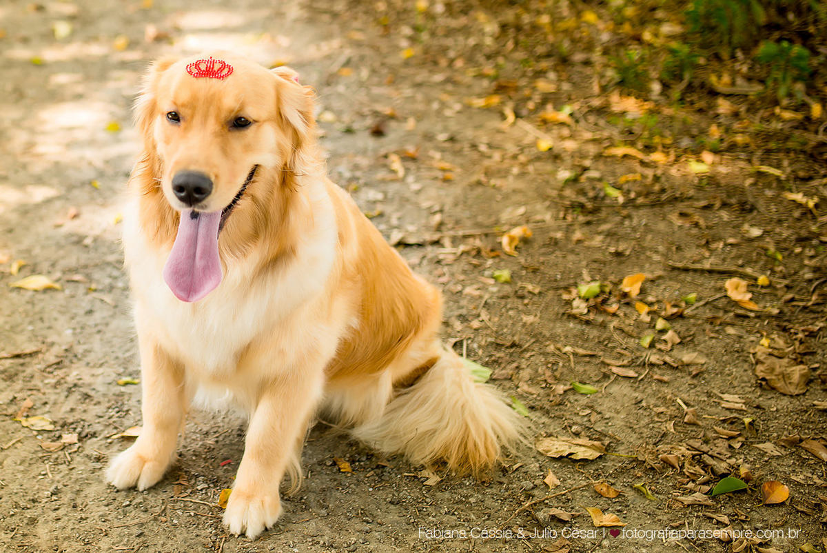 ensaio com cachorro, golden, retriever, ensaio de casal com cachorro, ensaio com golden, jardim botanico de Sao paulo, ensaio no jardim botanico