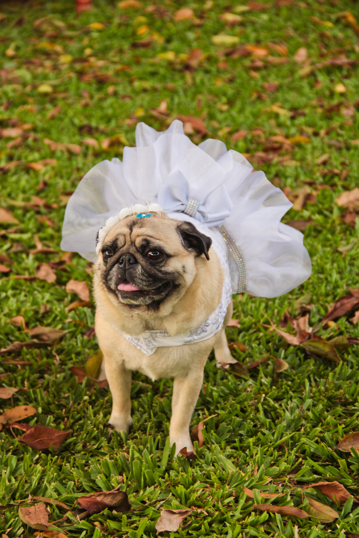 casamento civil - civil- foto de casamento - fotografia de casamento - foto de casamento - noiva  - fotografia de pet 