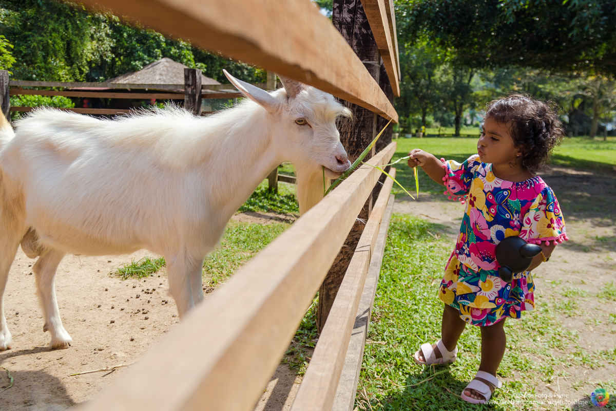 festa infantil na fazendinha rio vargem grande recreio animais bichinhos dois anos festa fazendinha