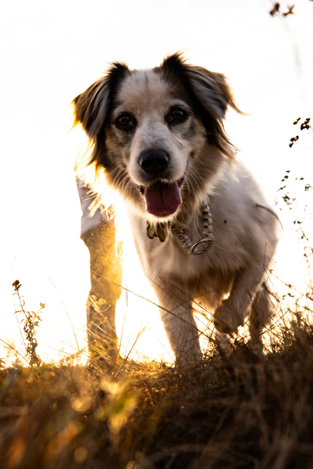 Cachorra em destaque na foto
