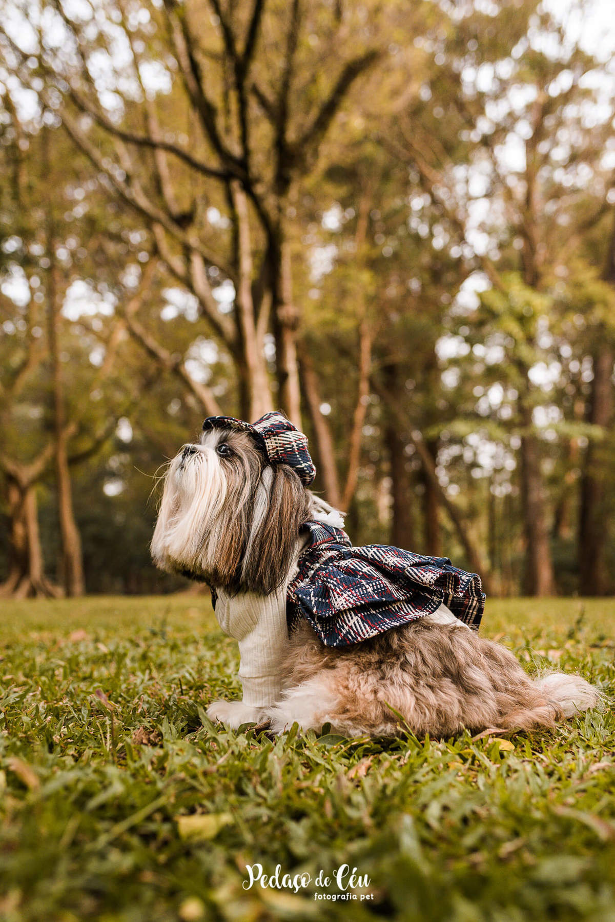 Ensaio Pet Shihtzu Parque Ibirapuera - SP