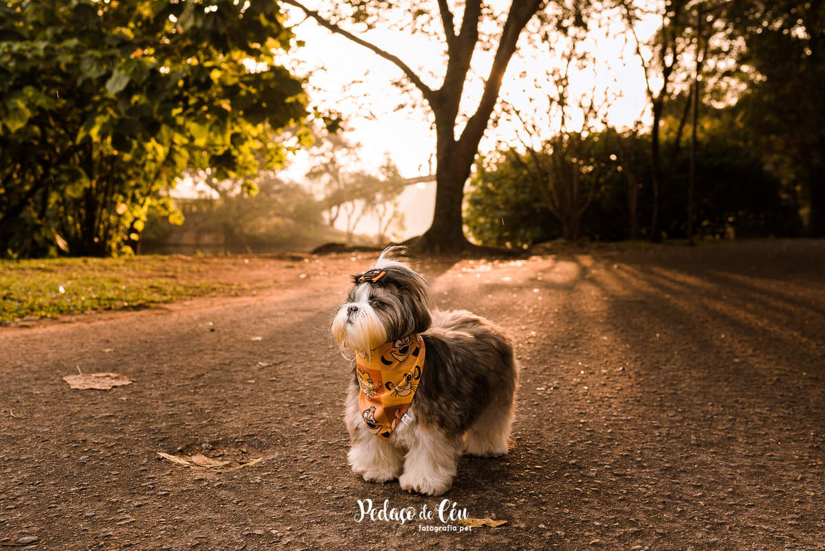 Ensaio Pet Shihtzu Parque Ibirapuera - SP