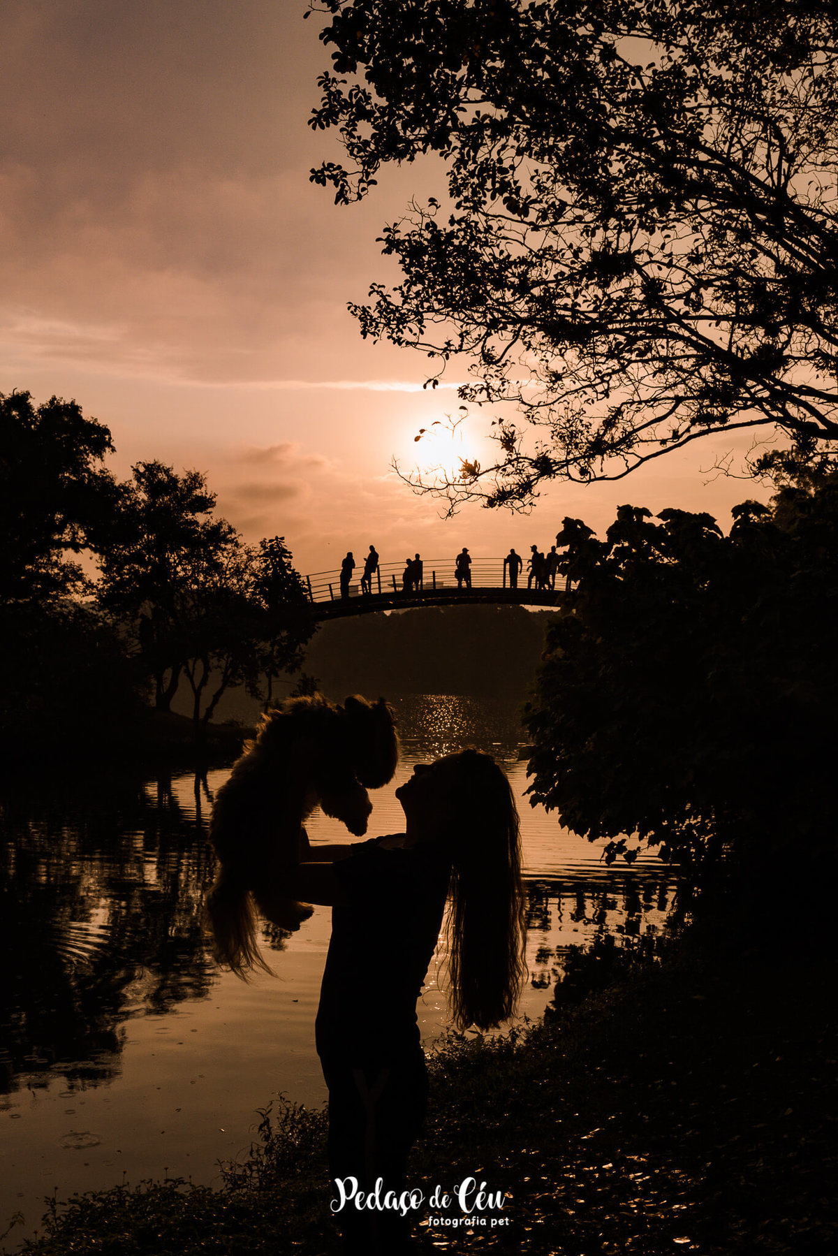 Ensaio Pet Shihtzu Parque Ibirapuera - SP