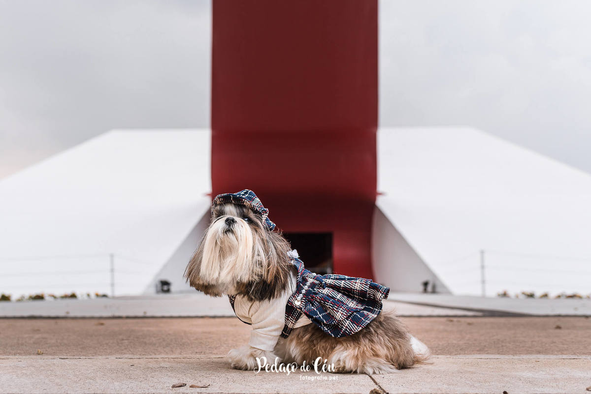 Ensaio Pet Shihtzu Parque Ibirapuera - SP