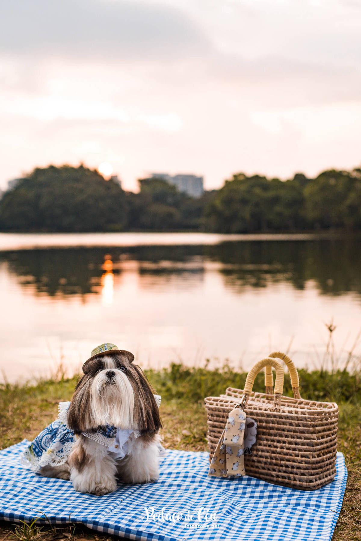 Ensaio Pet Shihtzu Parque Ibirapuera - SP