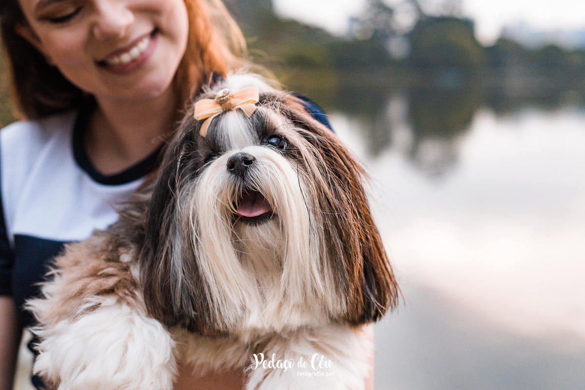 Ensaio Pet Shihtzu Parque Ibirapuera - SP