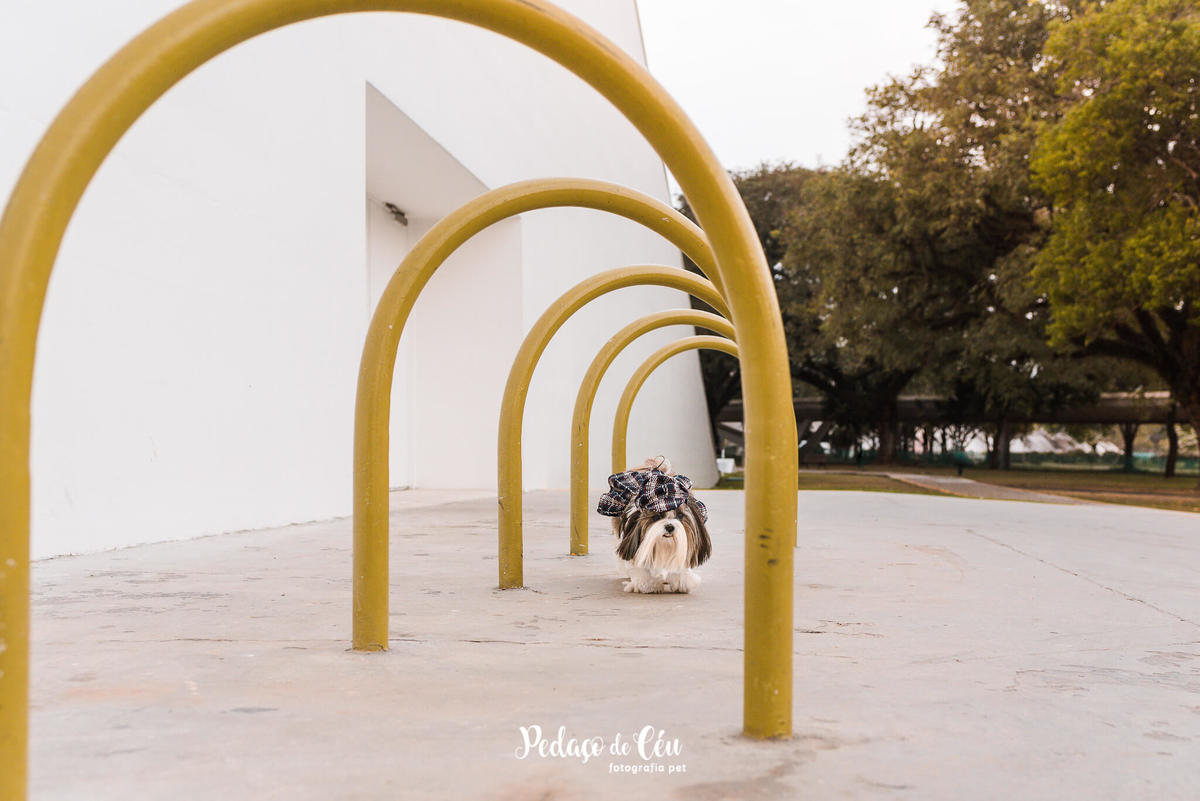 Ensaio Pet Shihtzu Parque Ibirapuera - SP