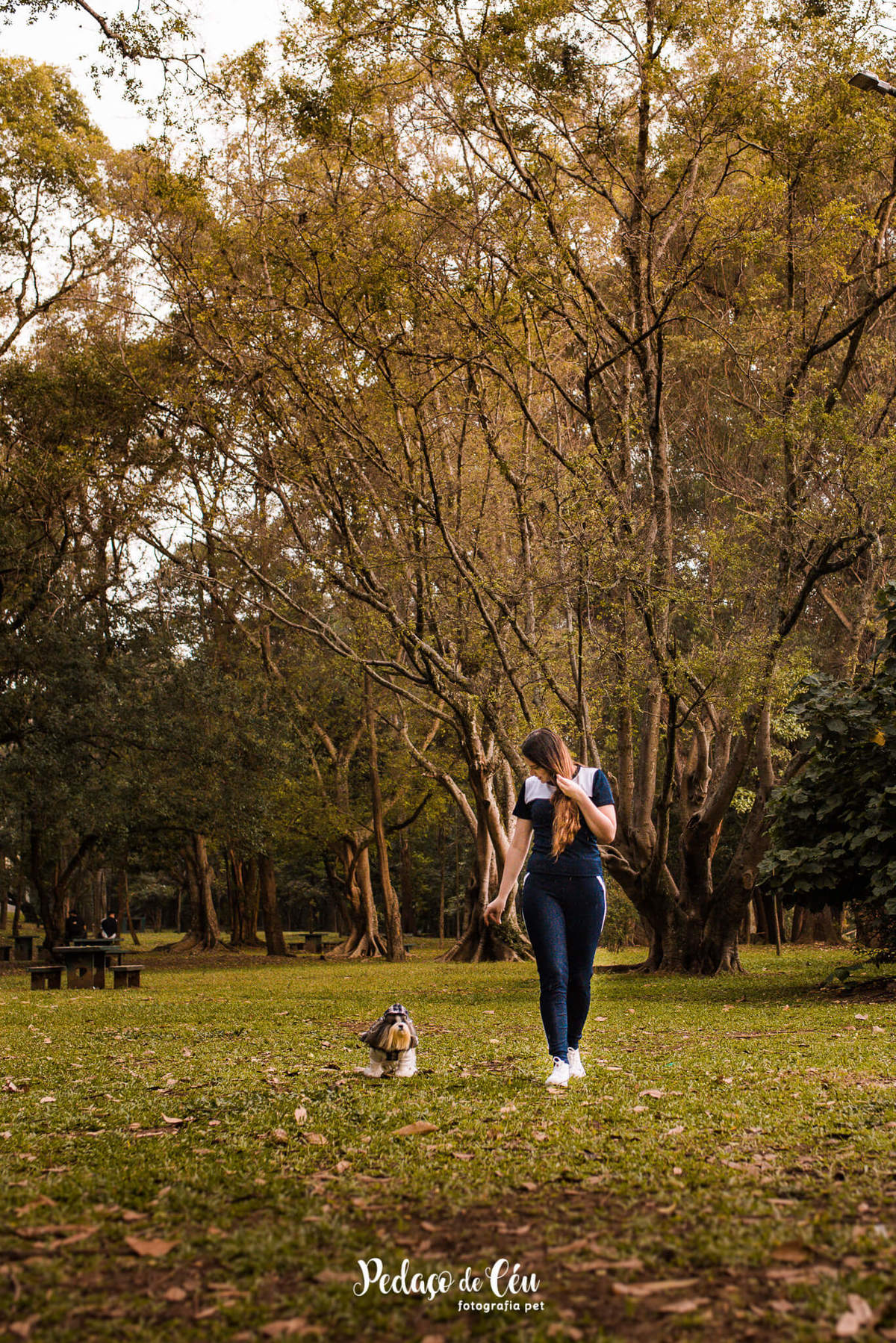 Ensaio Pet Shihtzu Parque Ibirapuera - SP