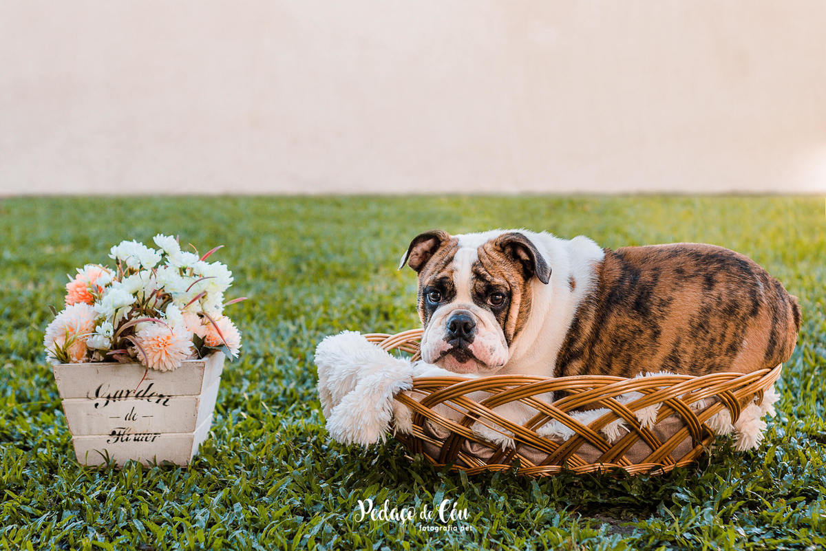 Fotos de filhote para canil bulldog inglês