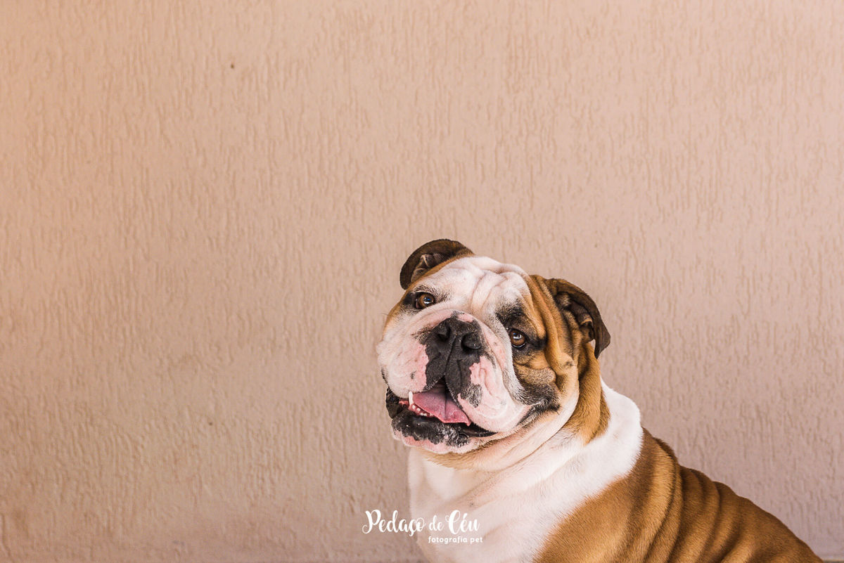 Foto canil da raça bulldog inglês no rj