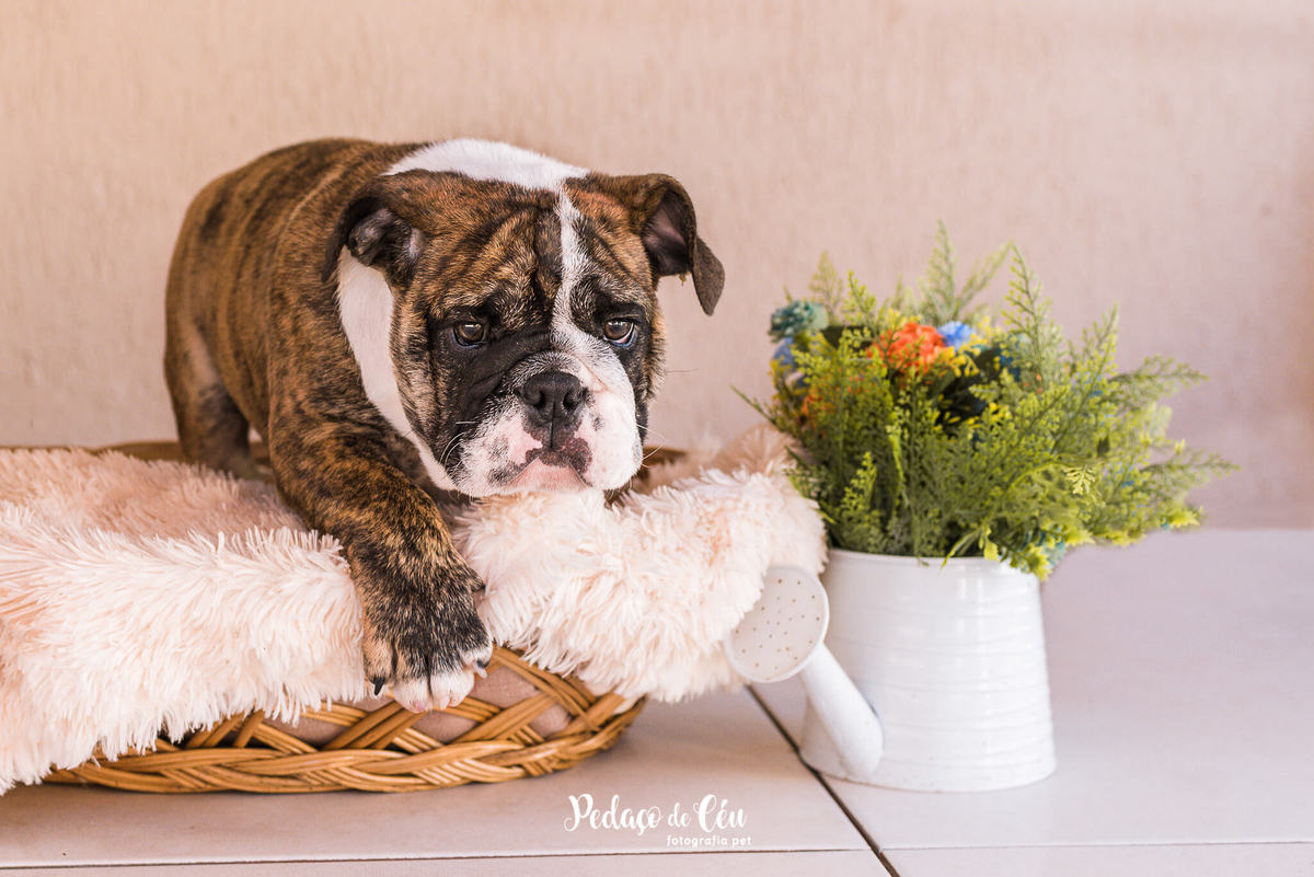 Fotos de filhote para canil bulldog inglês