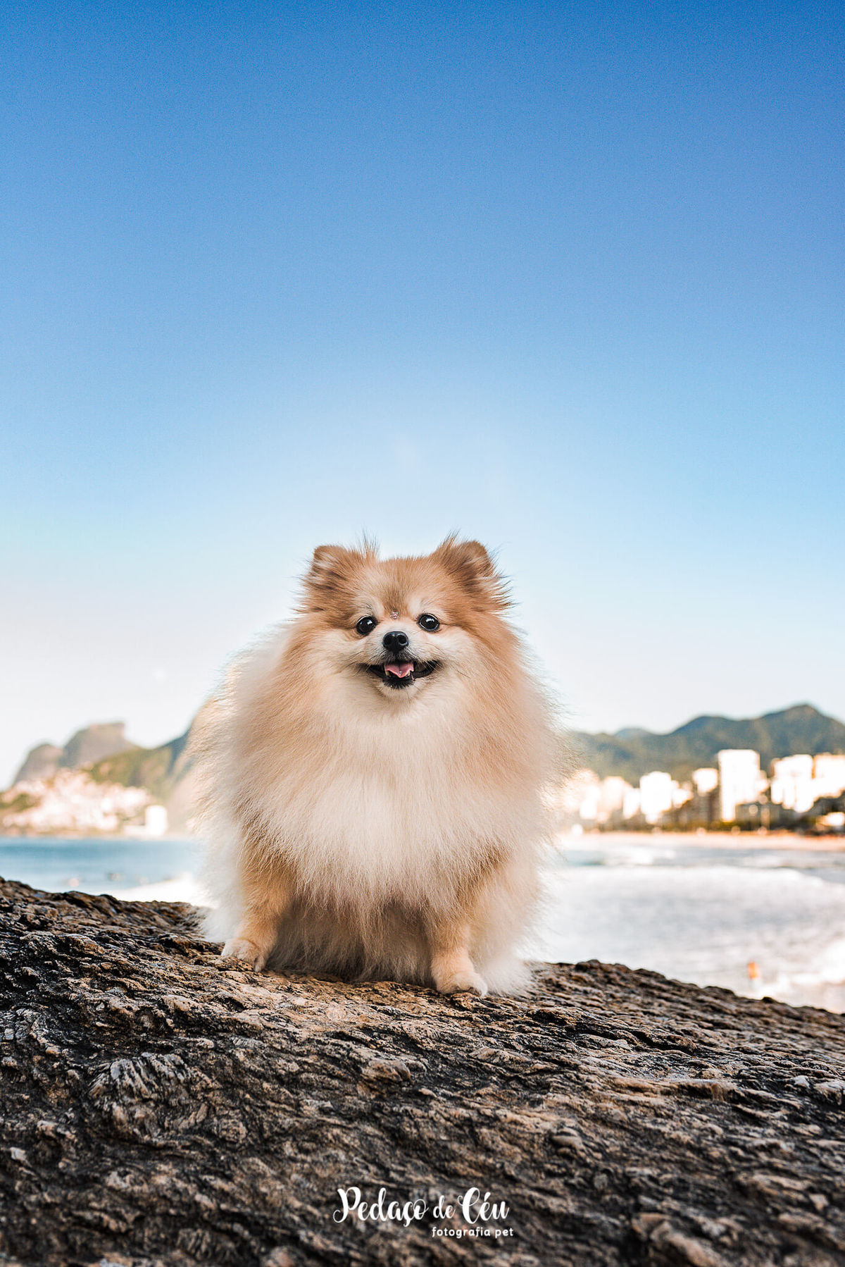 Ensaio Pet Spitz Arpoador Rio de Janeiro