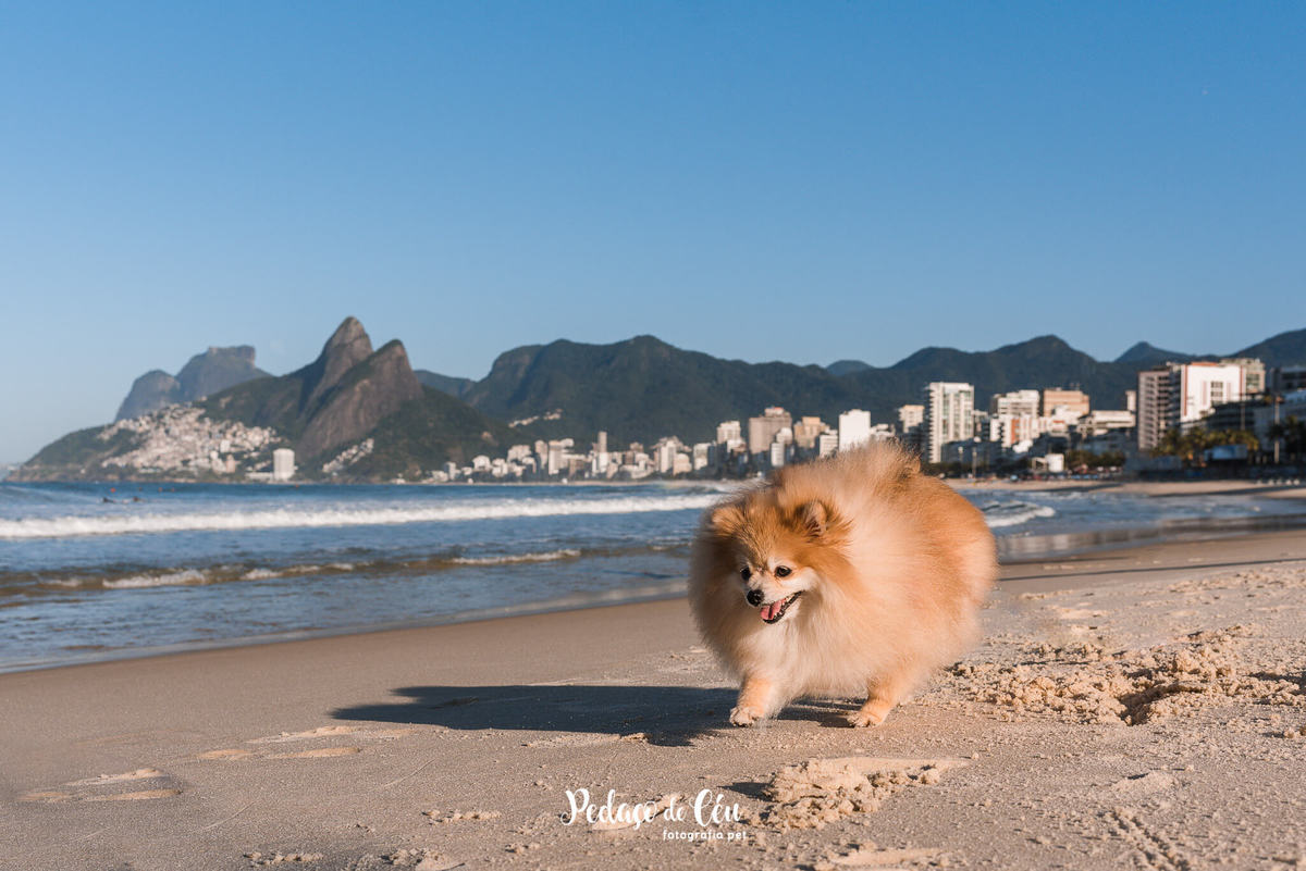 Ensaio Pet Spitz praia Ipanema Rio de Janeiro