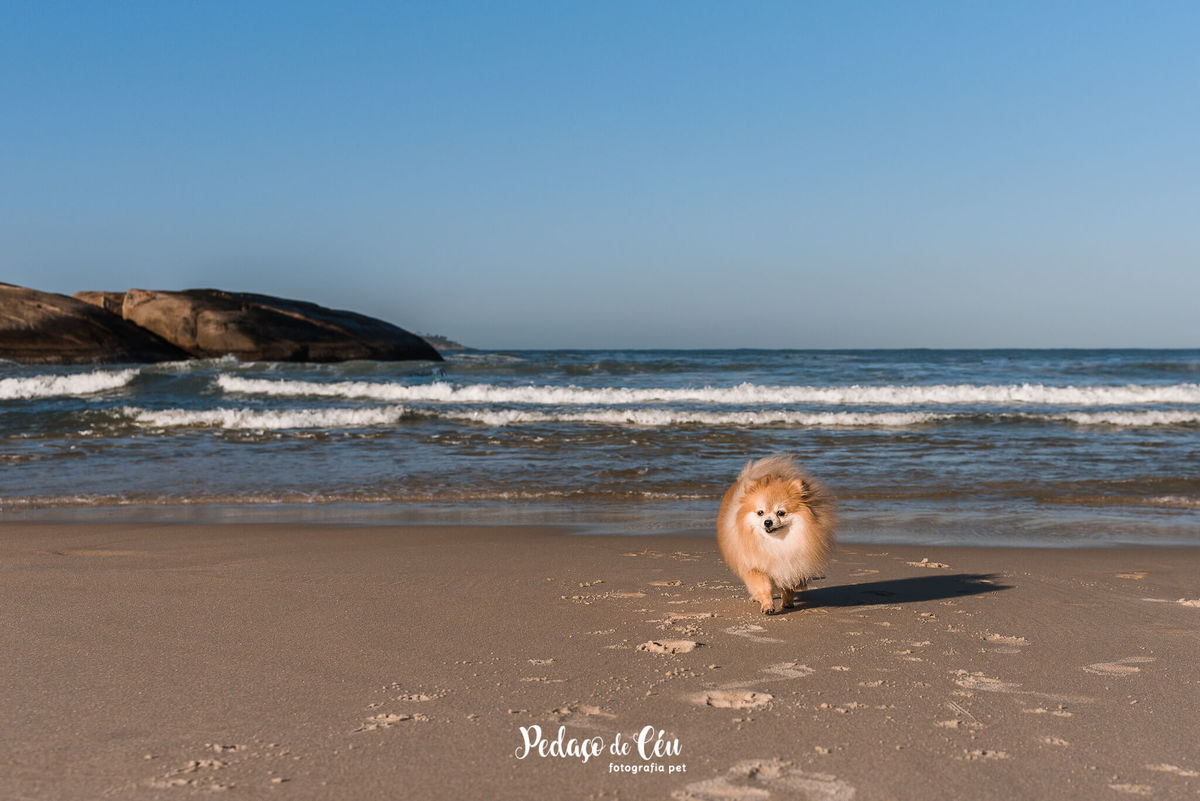 Ensaio Pet Spitz praia Ipanema Rio de Janeiro