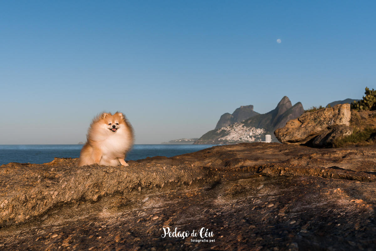 Ensaio Pet Spitz Arpoador Rio de Janeiro