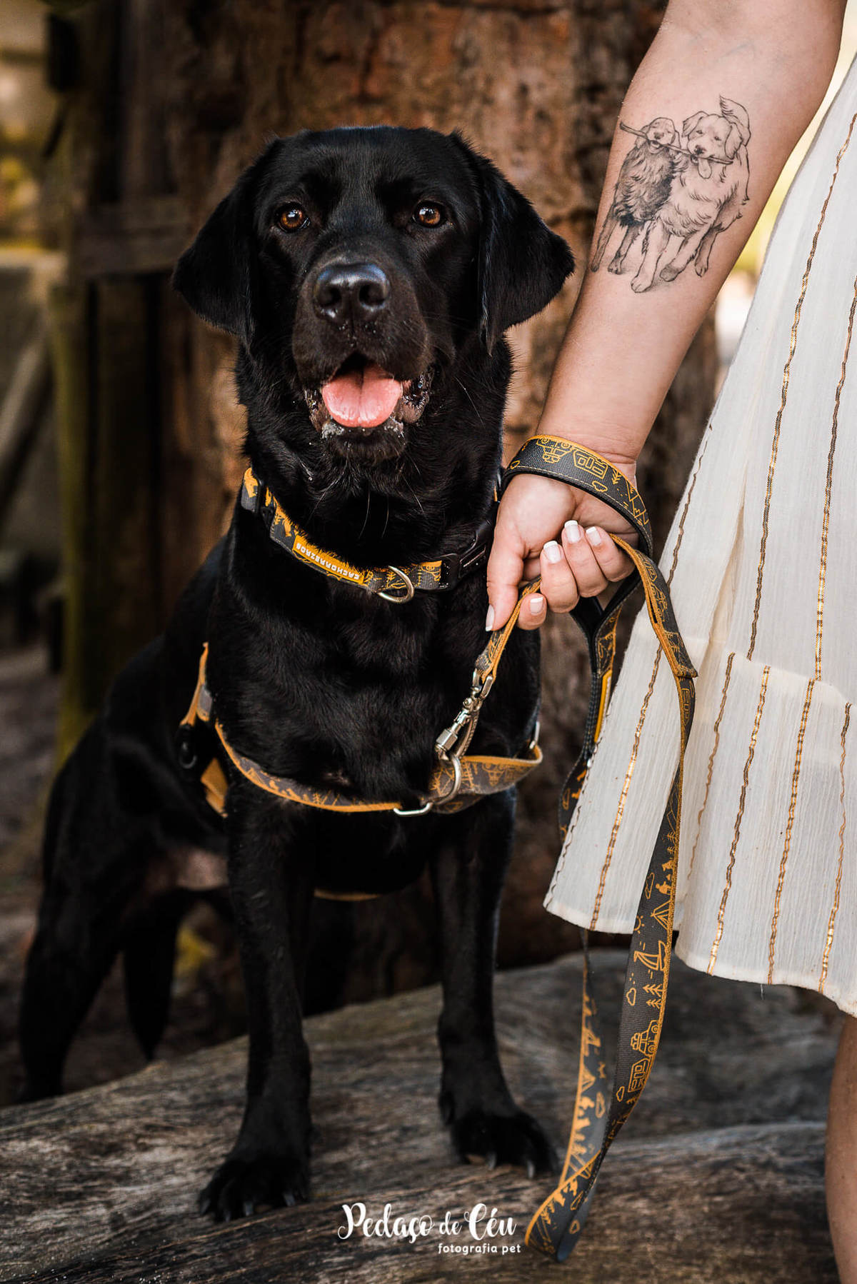Ensaio Formatura com Pet Rio de Janeiro