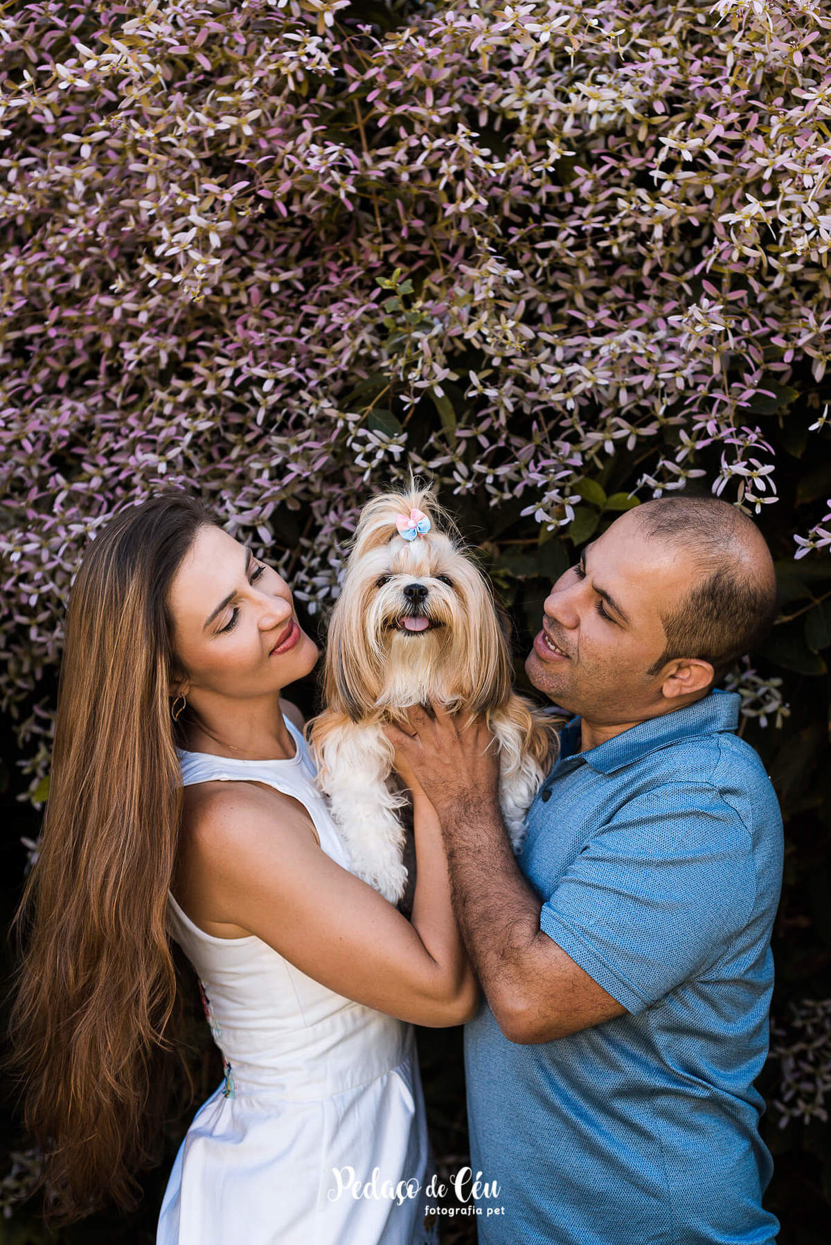 ensaio pet shihtzu com família