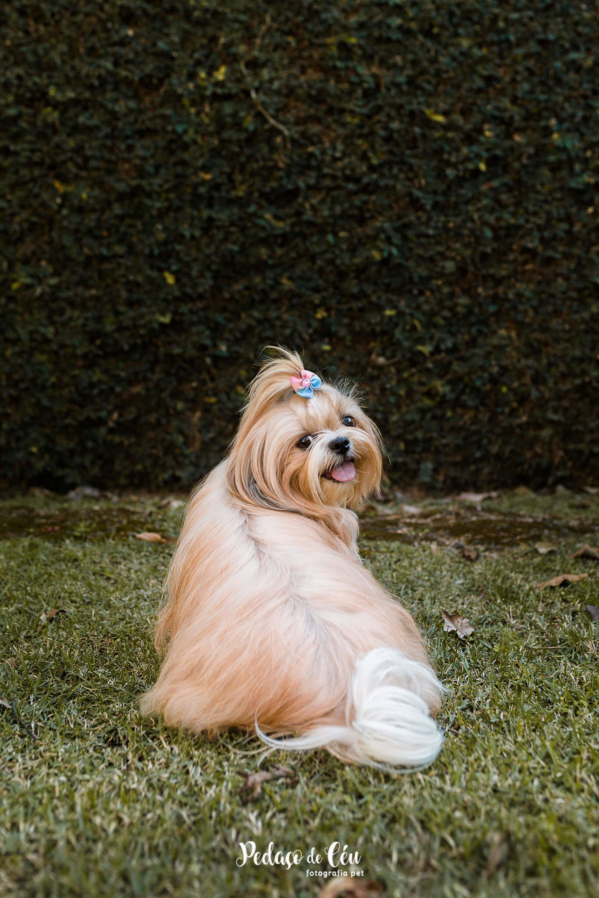 ensaio pet shihtzu rio de janeiro