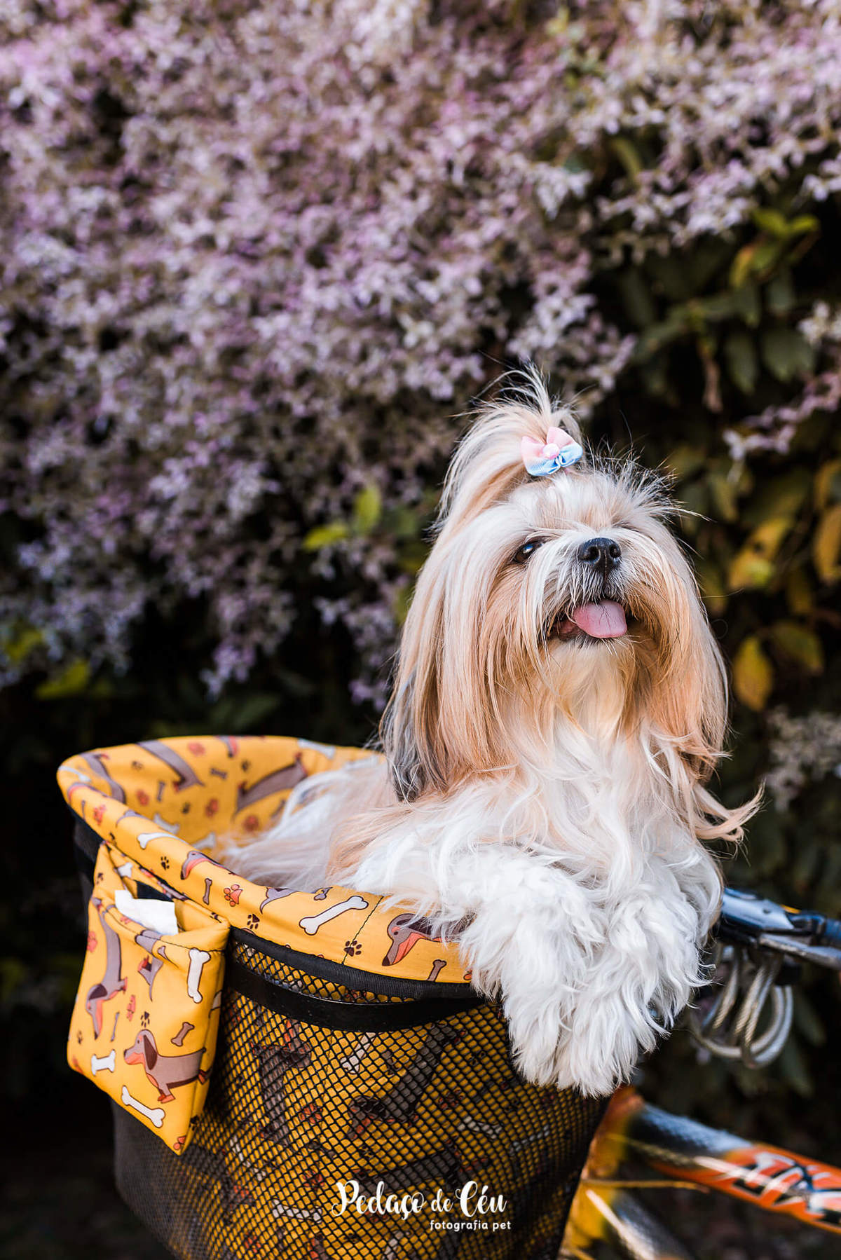 ensaio pet shihtzu rio de janeiro