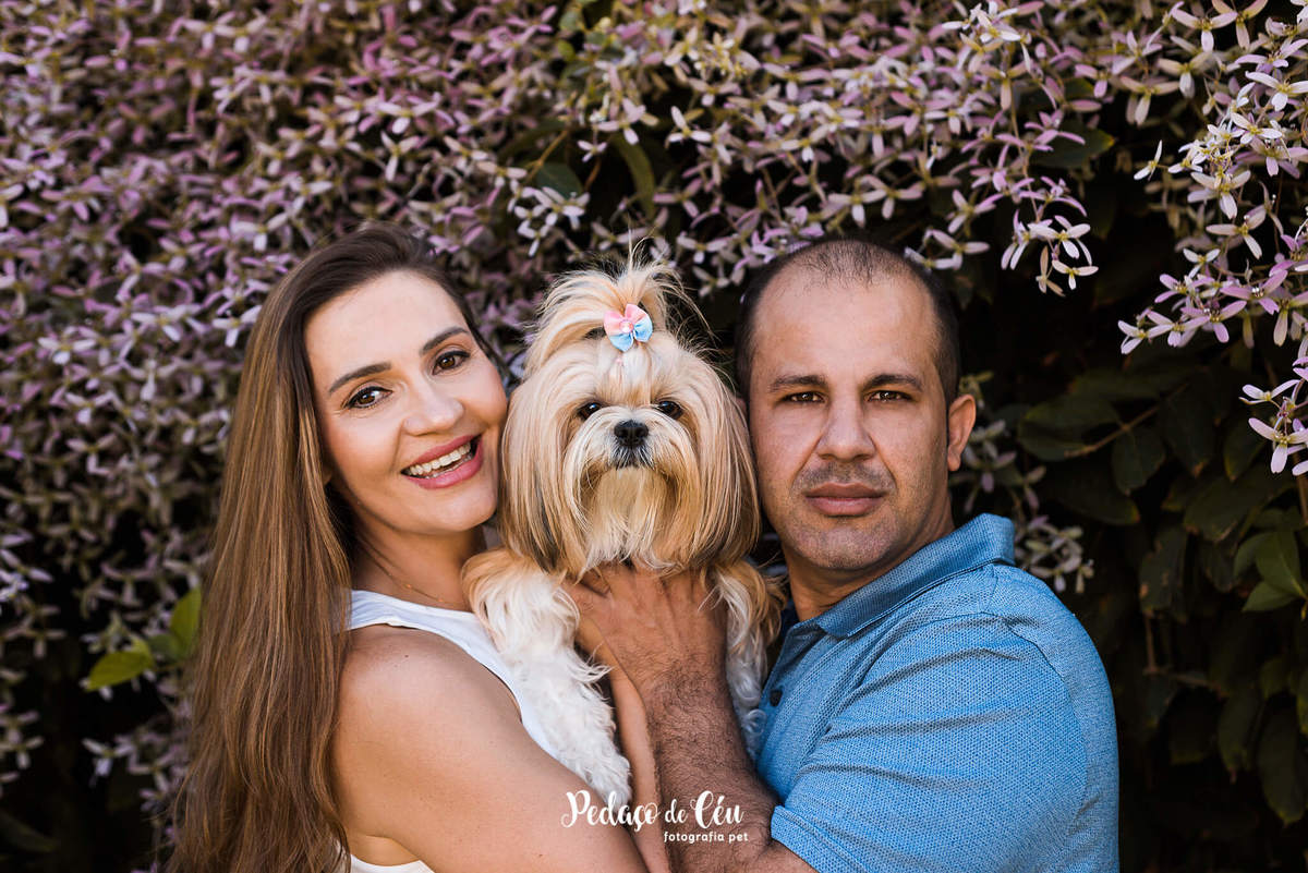 ensaio pet shihtzu com família