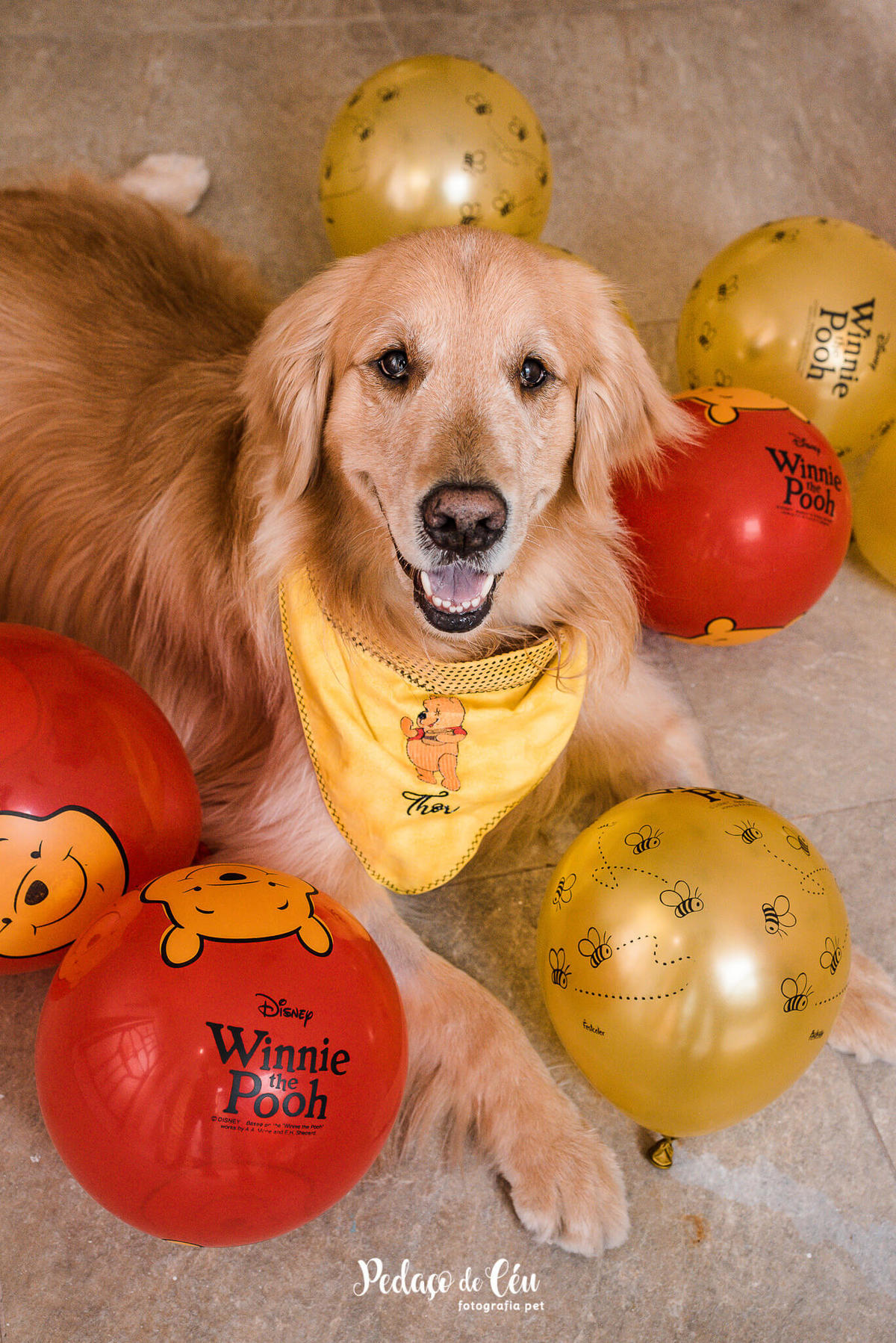 Fotografia Festa Pet em casa Golden Retriever Rio de Janeiro