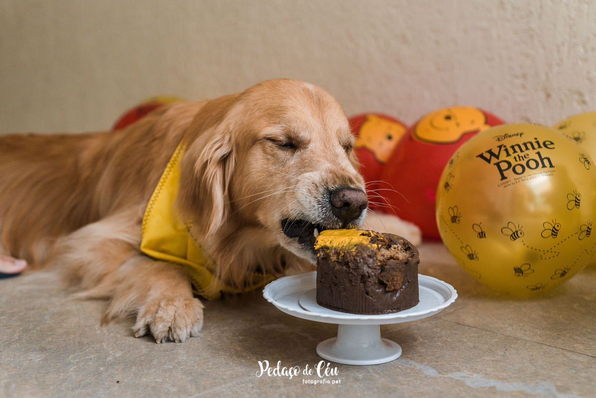 Fotografia Festa Pet em casa Golden Retriever Rio de Janeiro