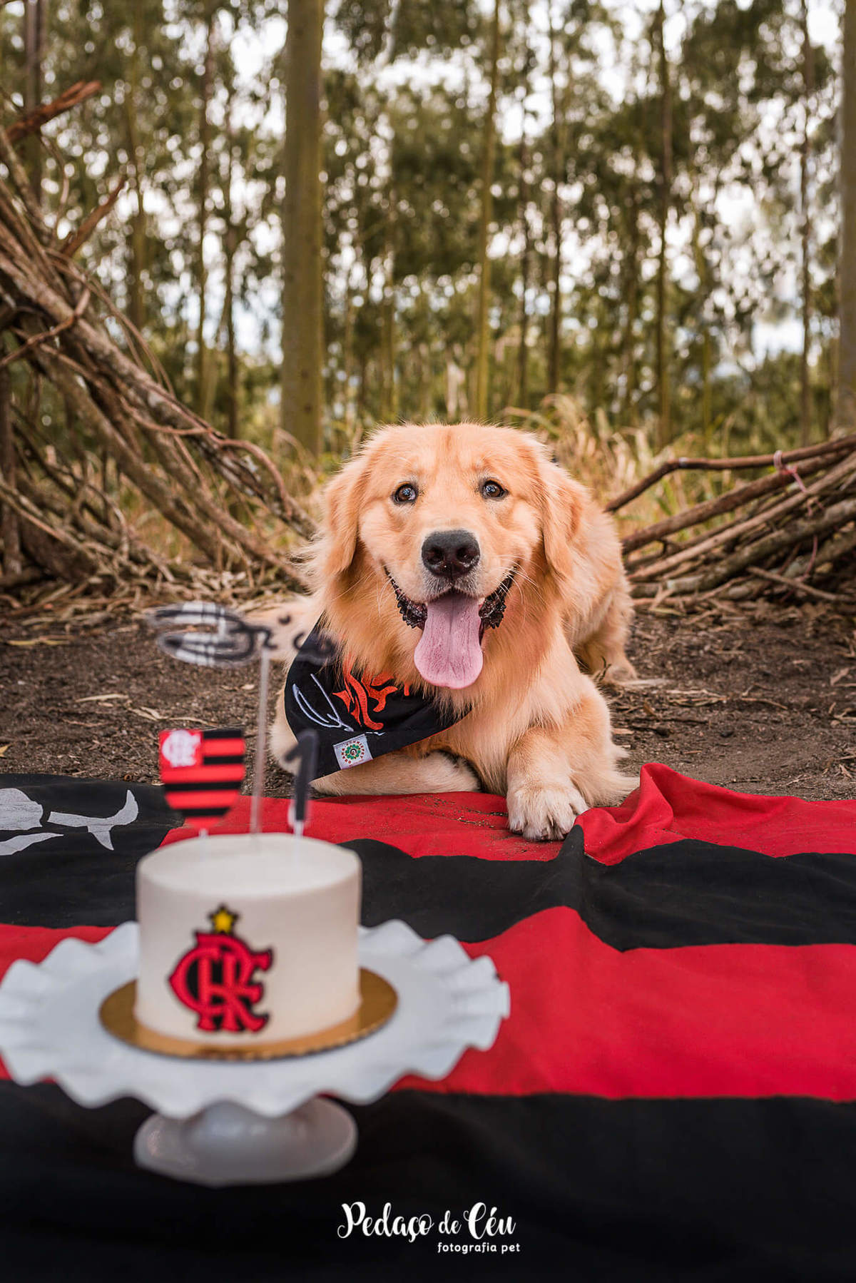 Smash the Cake Pet Golden Retriever - Niterói - Rio de Janeiro