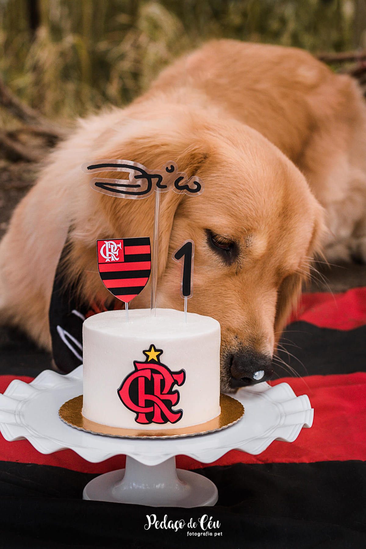 Smash the Cake Pet Golden Retriever - Niterói - Rio de Janeiro