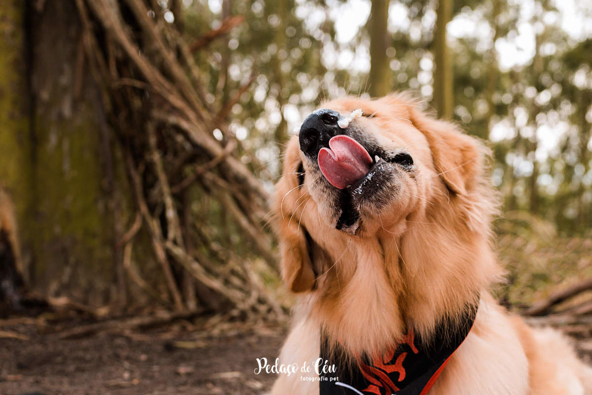 Smash the Cake Pet Golden Retriever - Niterói - Rio de Janeiro