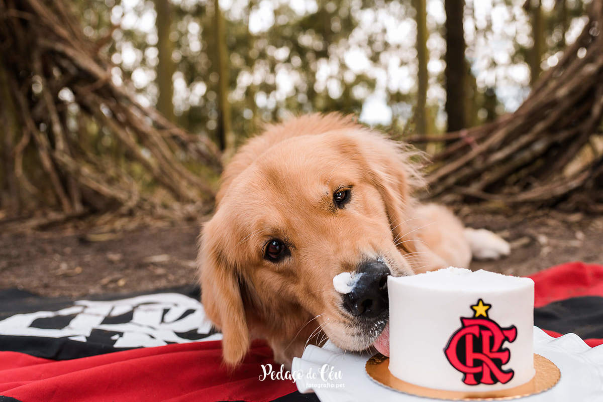 Smash the Cake Pet Golden Retriever - Niterói - Rio de Janeiro
