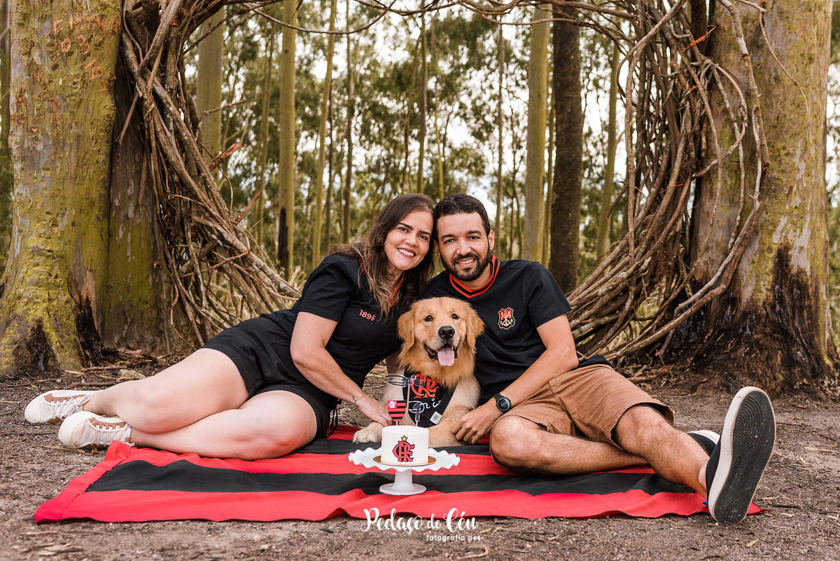 Smash the Cake Pet Golden Retriever - Niterói - Rio de Janeiro